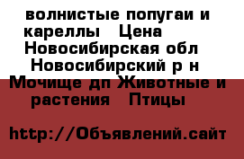 волнистые попугаи и кареллы › Цена ­ 700 - Новосибирская обл., Новосибирский р-н, Мочище дп Животные и растения » Птицы   